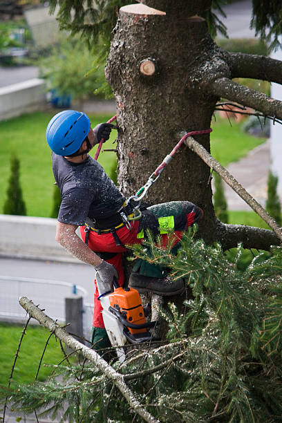 Mulching Services in Ben Lomond, CA