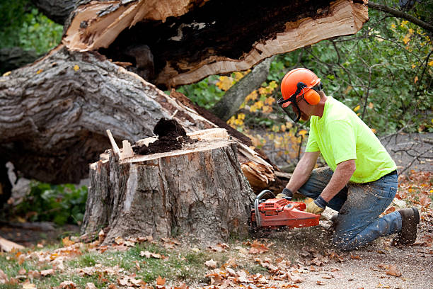 How Our Tree Care Process Works  in  Ben Lomond, CA